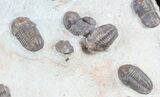 Austerops & Gerastos Trilobite Mortality Plate - Jorf (reduced price) #56815-3